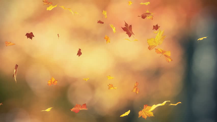 Stock video of falling autumn leaves backgrounds - loopable | 935158