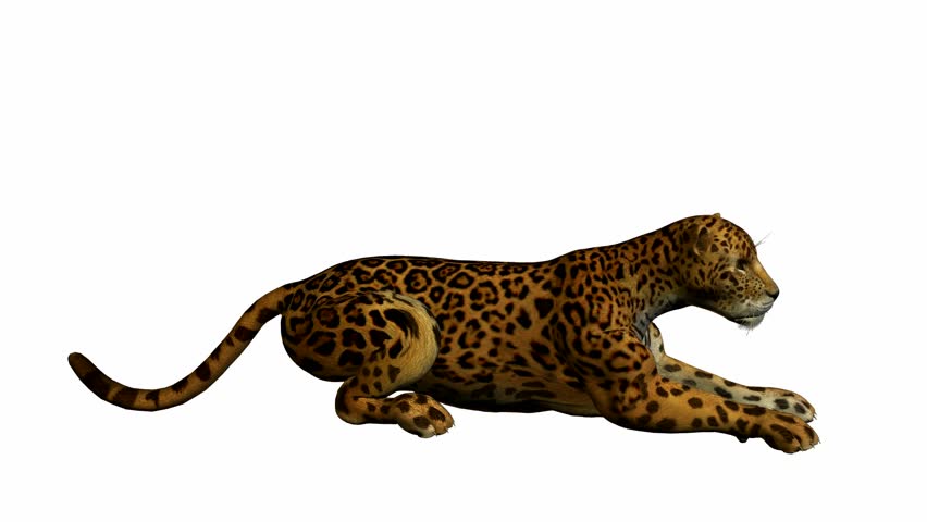 Jaguar Running On A White Background Stock Footage Video 940099 ...