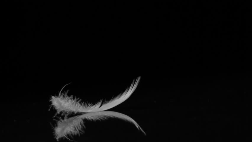 White Feather Flies Puff Of Light Wind /Alpha Matte/ Stock Footage ...