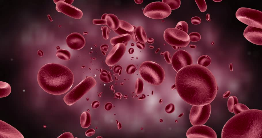 Animation Of Red Blood Cells Flowing Through Vein. HQ Video Clip Stock