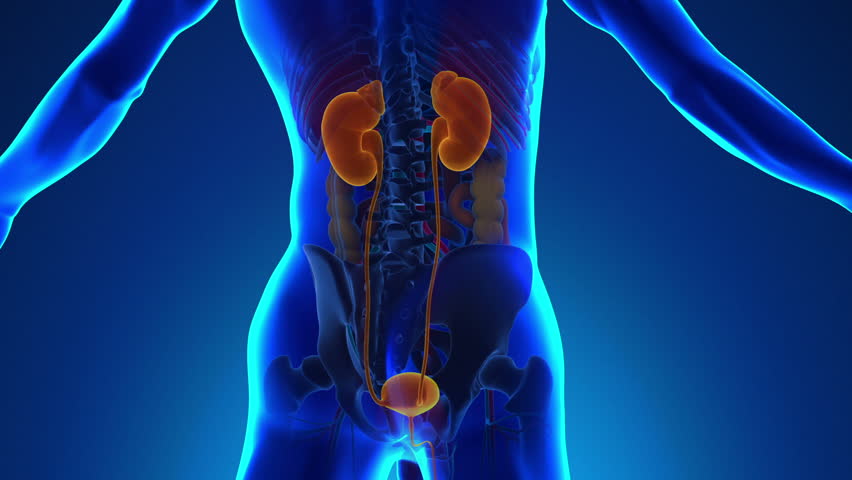 Human Liver Stock Footage Video | Shutterstock