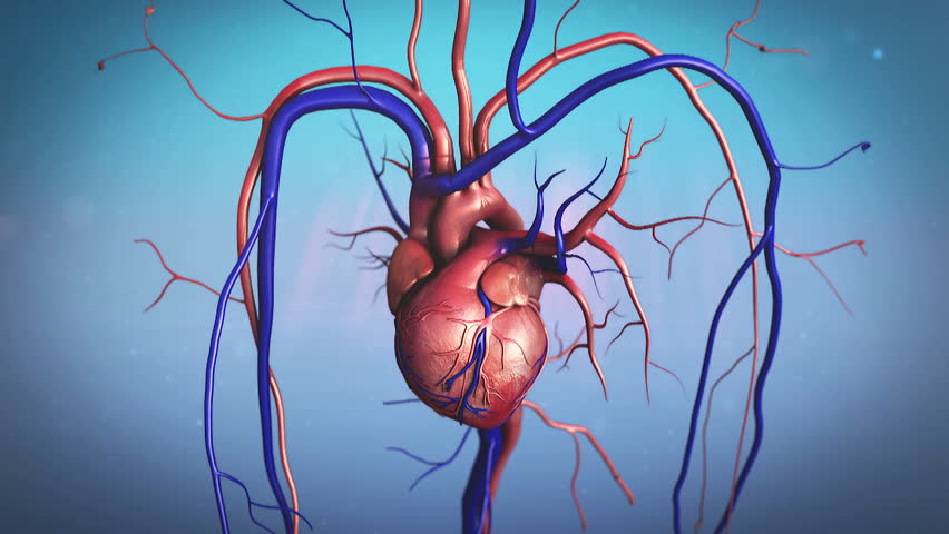 Human heart model, Full clipping path included, Human Heart Anatomy, scar on a heart, heart after heart attack - HD stock footage clip